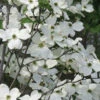 Jean's Appalachian Snow White Dogwood Tree - 5 Gallon Pot (5-6')