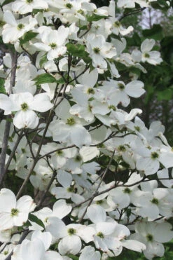 Jean's Appalachian Snow White Dogwood Tree - 5 Gallon Pot (5-6')