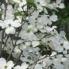 Jean's Appalachian Snow White Dogwood Tree - 5 Gallon Pot