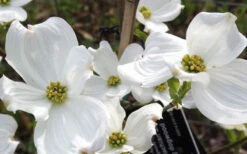 Jean's Appalachian Snow White Dogwood Tree - 5 Gallon Pot (5-6') -Wilson Bros Gardens cornus florida jeans appalachian snow white dogwood 4 2