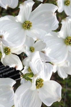 Jean's Appalachian Snow White Dogwood Tree - 7 Gallon Pot (4-5') 10 Jean's Appalachian Snow White Dogwood Tree - 7 Gallon Pot (4-5') -Wilson Bros Gardens cornus florida jeans appalachian snow white dogwood 5