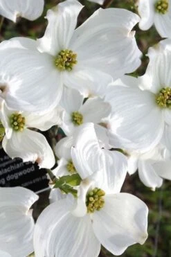 Jean's Appalachian Snow White Dogwood Tree - 5 Gallon Pot -Wilson Bros Gardens cornus florida jeans appalachian snow white dogwood 5 3