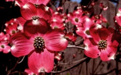 Ragin Red Dogwood Tree - 5 Gallon Pot -Wilson Bros Gardens cornus florida ragin red dogwood tree 11