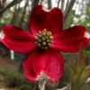 Ragin Red Dogwood Tree - 5 Gallon Pot