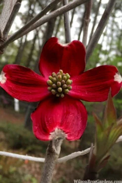 Ragin Red Dogwood Tree - 5 Gallon Pot
