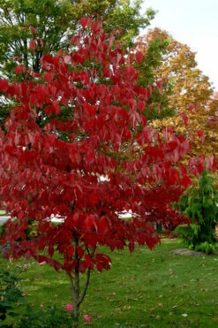 Ragin Red Dogwood Tree - 5 Gallon Pot -Wilson Bros Gardens cornus florida ragin red dogwood tree 5