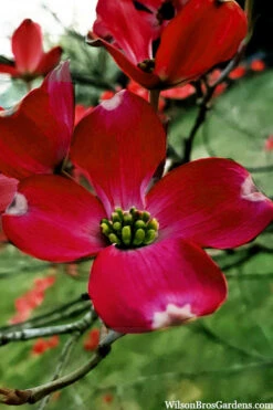Ragin Red Dogwood Tree - 5 Gallon Pot -Wilson Bros Gardens cornus florida ragin red dogwood tree 6
