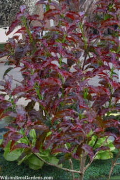 Ragin Red Dogwood Tree - 5 Gallon Pot -Wilson Bros Gardens cornus florida ragin red dogwood tree 9