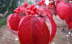 Super Princess White Dogwood - 3 Gallon Pot 11 Super Princess White Dogwood - 3 Gallon Pot -Wilson Bros Gardens cornus florida super princess dogwood 1