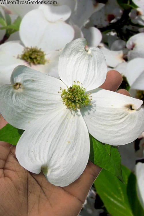 Super Princess White Dogwood - 3 Gallon Pot 1 Super Princess White Dogwood - 3 Gallon Pot