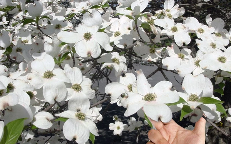 Super Princess White Dogwood - 3 Gallon Pot 7 Super Princess White Dogwood - 3 Gallon Pot - Image 7