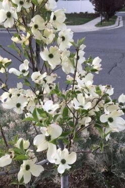 Super Princess White Dogwood - 3 Gallon Pot 10 Super Princess White Dogwood - 3 Gallon Pot -Wilson Bros Gardens cornus florida super princess dogwood 4