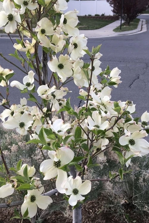 Super Princess White Dogwood - 3 Gallon Pot 4 Super Princess White Dogwood - 3 Gallon Pot - Image 4