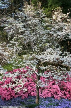 Super Princess White Dogwood - 3 Gallon Pot 12 Super Princess White Dogwood - 3 Gallon Pot -Wilson Bros Gardens cornus florida super princess dogwood 6