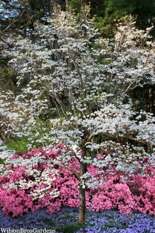 Super Princess White Dogwood - 3 Gallon Pot 6 Super Princess White Dogwood - 3 Gallon Pot - Image 6