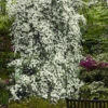 Elizabeth Lustgarten Weeping Kousa Dogwood Tree - 7 Gallon Pot