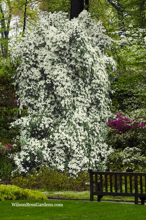 Elizabeth Lustgarten Weeping Kousa Dogwood Tree - 7 Gallon Pot 1 Elizabeth Lustgarten Weeping Kousa Dogwood Tree - 7 Gallon Pot