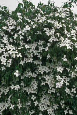 Elizabeth Lustgarten Weeping Kousa Dogwood Tree - 7 Gallon Pot 12 Elizabeth Lustgarten Weeping Kousa Dogwood Tree - 7 Gallon Pot -Wilson Bros Gardens cornus kousa elizabeth lustgarten weeping dogwood tree 5