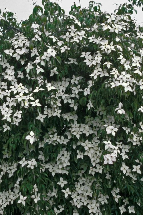 Elizabeth Lustgarten Weeping Kousa Dogwood Tree - 7 Gallon Pot 6 Elizabeth Lustgarten Weeping Kousa Dogwood Tree - 7 Gallon Pot - Image 6
