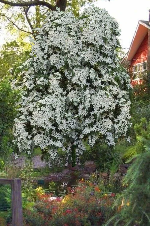 Elizabeth Lustgarten Weeping Kousa Dogwood Tree - 7 Gallon Pot 5 Elizabeth Lustgarten Weeping Kousa Dogwood Tree - 7 Gallon Pot - Image 5