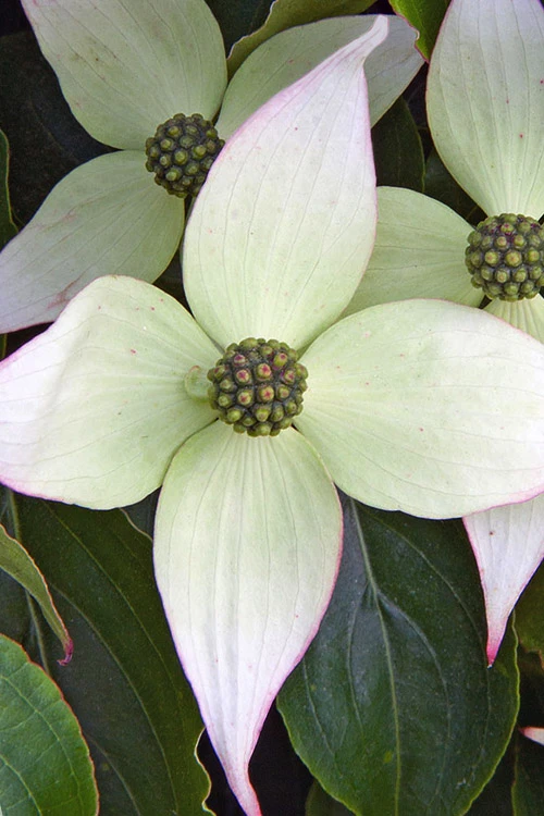 Elizabeth Lustgarten Weeping Kousa Dogwood Tree - 7 Gallon Pot 4 Elizabeth Lustgarten Weeping Kousa Dogwood Tree - 7 Gallon Pot - Image 4