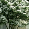 White Kousa Chinese Dogwood (Multi-Trunk) - 7 Gallon Pot (3-4')