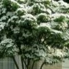 White Kousa Chinese Dogwood (Multi-Trunk) - 7 Gallon Pot (4-5')