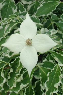 Samaritan Variegated Kousa Dogwood - 7 Gallon Pot (3-4') 17 Samaritan Variegated Kousa Dogwood - 7 Gallon Pot (3-4') -Wilson Bros Gardens cornus kousa samzam samaritan variegated kousa dogwood tree 10 1