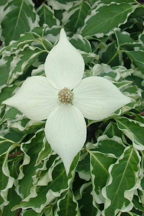 Samaritan Variegated Kousa Dogwood - 6 Gallon Pot 4 Samaritan Variegated Kousa Dogwood - 6 Gallon Pot - Image 4