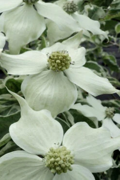 Samaritan Variegated Kousa Dogwood - 6 Gallon Pot 22 Samaritan Variegated Kousa Dogwood - 6 Gallon Pot -Wilson Bros Gardens cornus kousa samzam samaritan variegated kousa dogwood tree 16