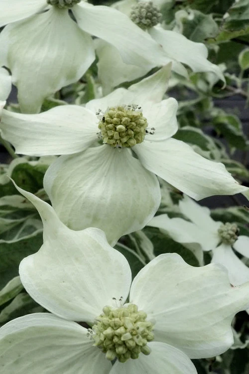Samaritan Variegated Kousa Dogwood - 6 Gallon Pot 9 Samaritan Variegated Kousa Dogwood - 6 Gallon Pot - Image 9
