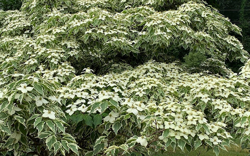Samaritan Variegated Kousa Dogwood - 7 Gallon Pot (3-4') 11 Samaritan Variegated Kousa Dogwood - 7 Gallon Pot (3-4') - Image 11
