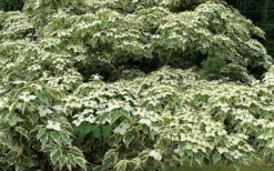 Samaritan Variegated Kousa Dogwood - 6 Gallon Pot 24 Samaritan Variegated Kousa Dogwood - 6 Gallon Pot -Wilson Bros Gardens cornus kousa samzam samaritan variegated kousa dogwood tree 24