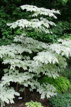 Samaritan Variegated Kousa Dogwood - 7 Gallon Pot (3-4') 23 Samaritan Variegated Kousa Dogwood - 7 Gallon Pot (3-4') -Wilson Bros Gardens cornus kousa samzam samaritan variegated kousa dogwood tree 25 1