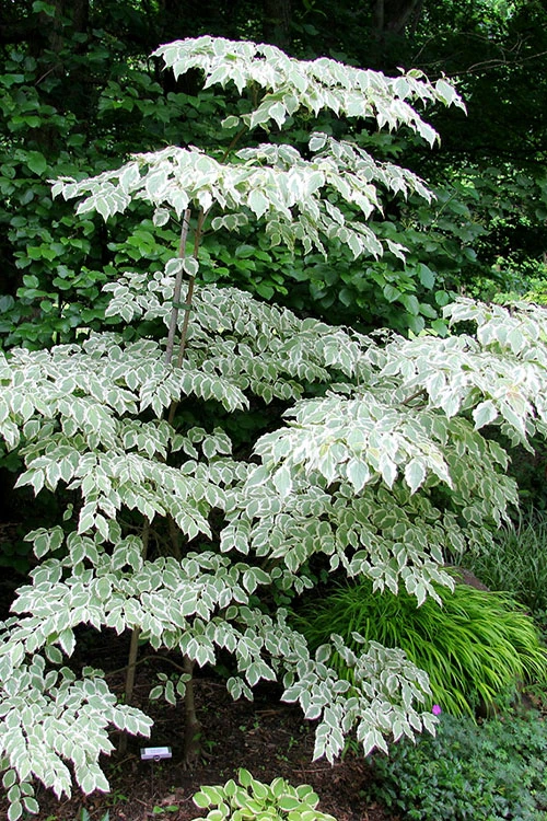 Samaritan Variegated Kousa Dogwood - 7 Gallon Pot (3-4') 10 Samaritan Variegated Kousa Dogwood - 7 Gallon Pot (3-4') - Image 10