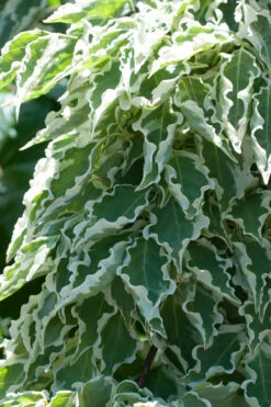 Samaritan Variegated Kousa Dogwood - 6 Gallon Pot