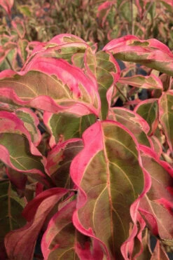 Samaritan Variegated Kousa Dogwood - 6 Gallon Pot 18 Samaritan Variegated Kousa Dogwood - 6 Gallon Pot -Wilson Bros Gardens cornus kousa samzam samaritan variegated kousa dogwood tree 27