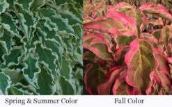 Samaritan Variegated Kousa Dogwood - 6 Gallon Pot 26 Samaritan Variegated Kousa Dogwood - 6 Gallon Pot -Wilson Bros Gardens cornus kousa samzam samaritan variegated kousa dogwood tree 28