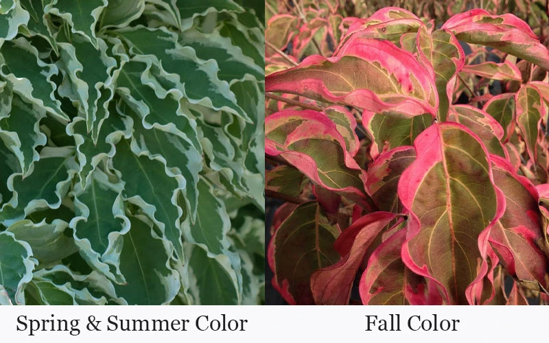 Samaritan Variegated Kousa Dogwood - 6 Gallon Pot 13 Samaritan Variegated Kousa Dogwood - 6 Gallon Pot - Image 13