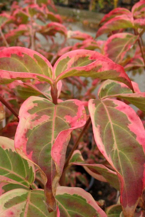 Samaritan Variegated Kousa Dogwood - 6 Gallon Pot 12 Samaritan Variegated Kousa Dogwood - 6 Gallon Pot - Image 12