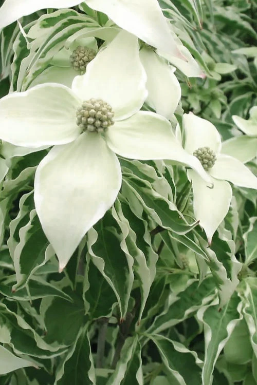 Samaritan Variegated Kousa Dogwood - 6 Gallon Pot 8 Samaritan Variegated Kousa Dogwood - 6 Gallon Pot - Image 8