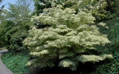 Samaritan Variegated Kousa Dogwood - 7 Gallon Pot (3-4') 20 Samaritan Variegated Kousa Dogwood - 7 Gallon Pot (3-4') -Wilson Bros Gardens cornus kousa samzam samaritan variegated kousa dogwood tree 6 1