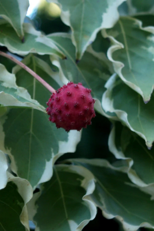 Samaritan Variegated Kousa Dogwood - 6 Gallon Pot 6 Samaritan Variegated Kousa Dogwood - 6 Gallon Pot - Image 6