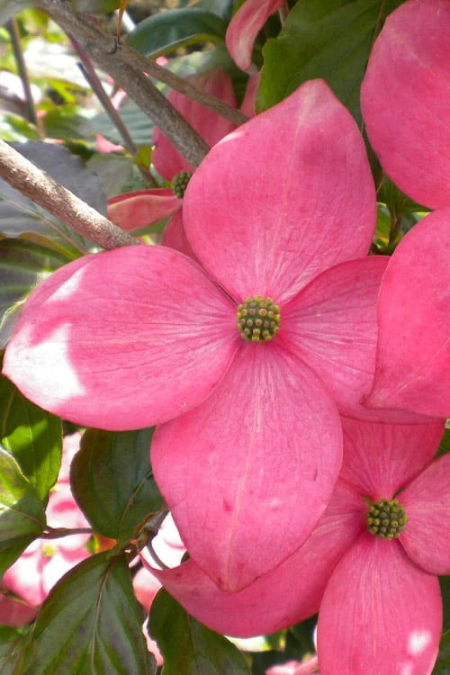 Pink Chinese Dogwood - Cornus Kousa 'Satomi' - 5 Gallon Pot 5 Pink Chinese Dogwood - Cornus Kousa 'Satomi' - 5 Gallon Pot - Image 5
