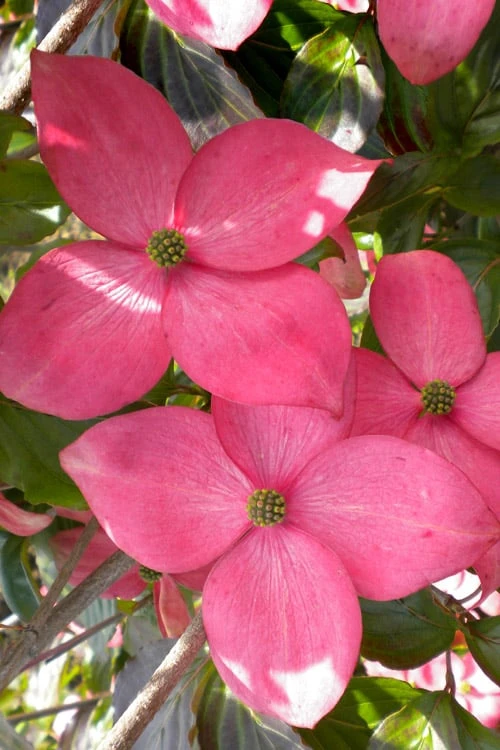Pink Chinese Dogwood - Cornus Kousa 'Satomi' - 5 Gallon Pot 1 Pink Chinese Dogwood - Cornus Kousa 'Satomi' - 5 Gallon Pot