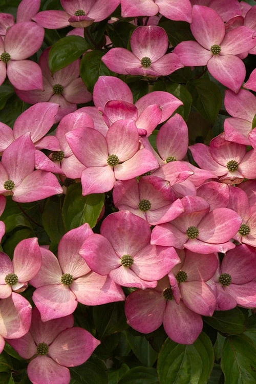 Pink Chinese Dogwood (Cornus Kousa 'Satomi') - 7 Gallon Pot (5-6') 5 Pink Chinese Dogwood (Cornus Kousa 'Satomi') - 7 Gallon Pot (5-6') - Image 5