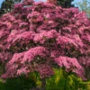 Pink Chinese Dogwood (Cornus Kousa 'Satomi') - 7 Gallon Pot (5-6')