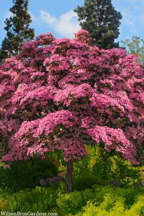 Pink Chinese Dogwood (Cornus Kousa 'Satomi') - 7 Gallon Pot (5-6') 1 Pink Chinese Dogwood (Cornus Kousa 'Satomi') - 7 Gallon Pot (5-6')