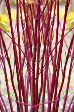 Arctic Fire Red Twig Dogwood - 3 Gallon Pot -Wilson Bros Gardens cornus sericera red osier dogwood 1