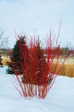 Red Osier Red Twig Dogwood (Cornus Sericea) - 3 Pack Of 1.5 Quart Pots -Wilson Bros Gardens cornus sericera red osier dogwood 4 1